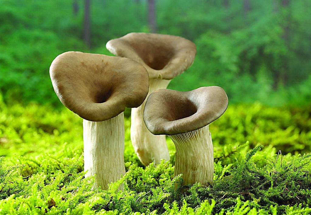 走進(jìn)G家食用菌標(biāo)準(zhǔn)菌株庫-了解3個液氮罐